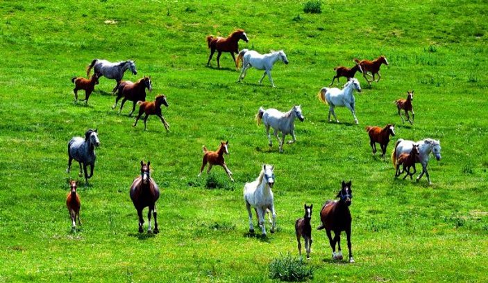 En güzel atların yetiştiği yer: Sultansuyu Harası