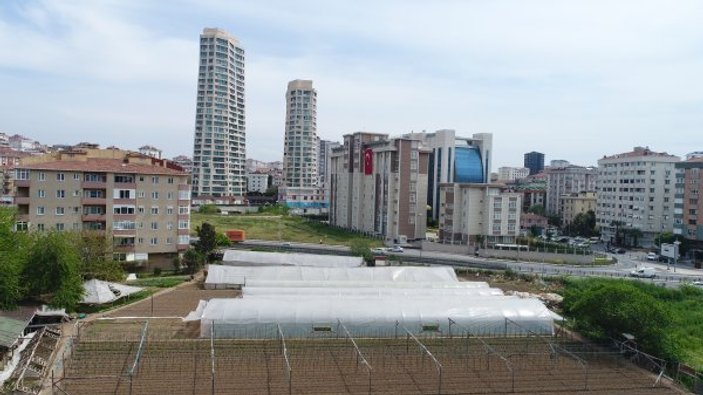İstanbul'un göbeğinde sera bahçesi görüntülendi