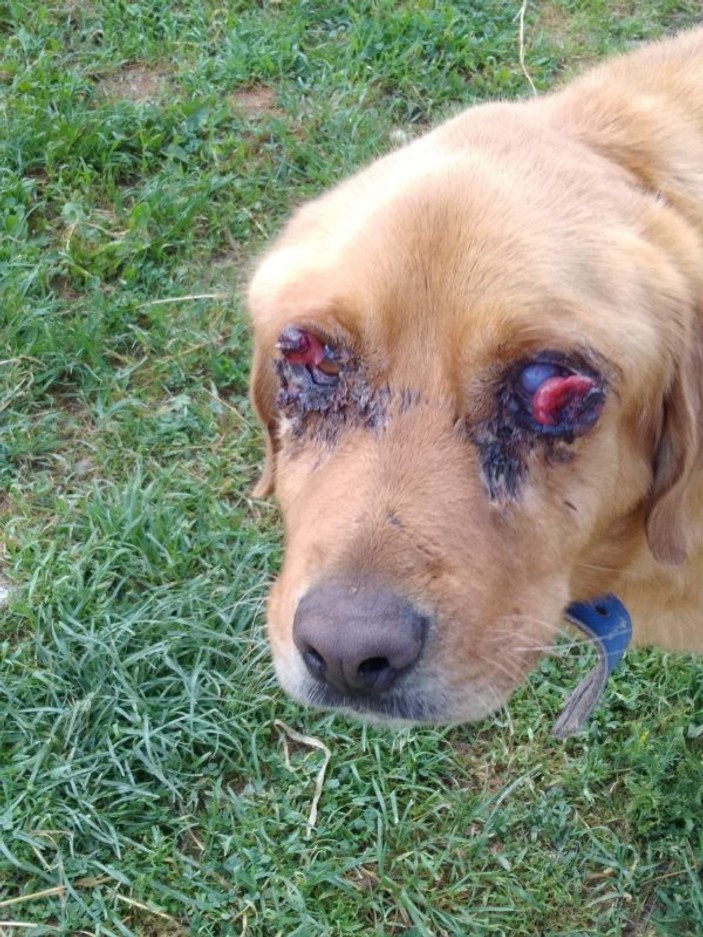 Şiddet gördü sanılan köpek, ağır bir kanser atlattı