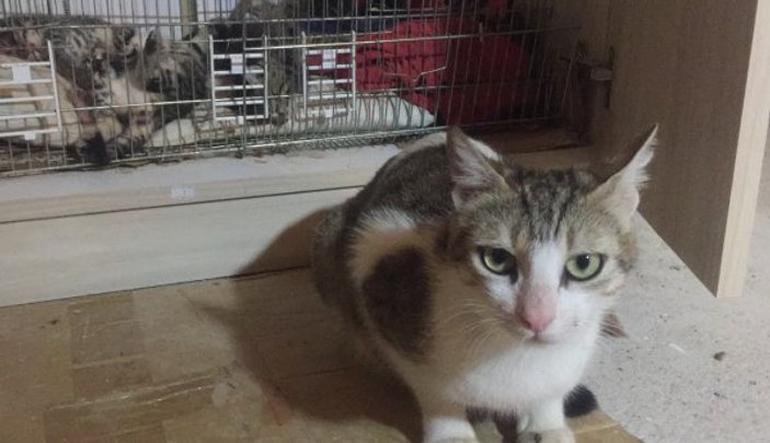 Bursa'da ürkütücü olay: 5 yavru kedinin başını kestiler