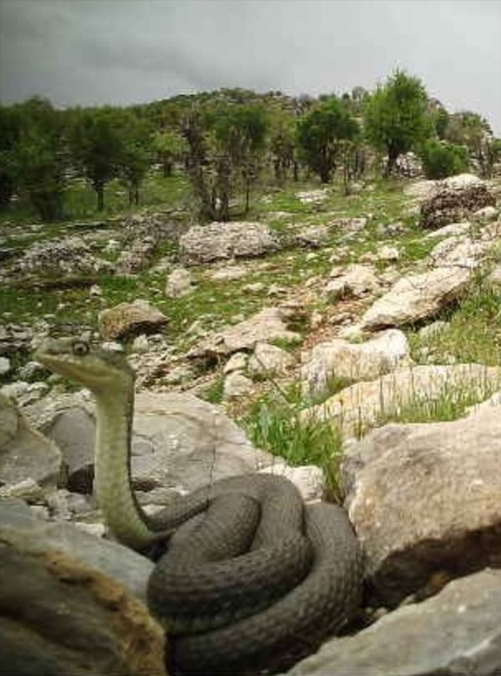 Güneydoğu'da dev yılan görüntülendi
