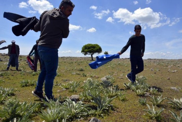 Çekirgeler 4 kırsal mahalleyi istila etti