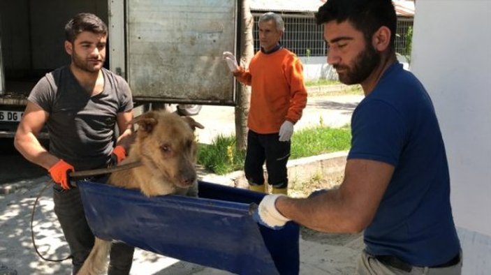 Kamyonetin çarptığı köpek tedaviyle sağlığına kavuşuyor