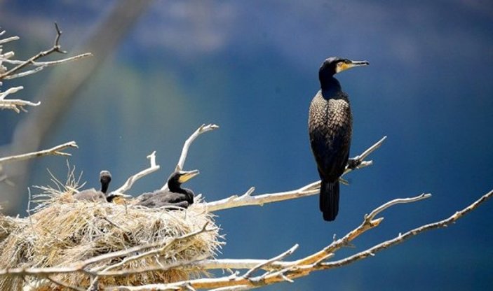 'Saklı Cennet'te kuş sayısında rekor artış