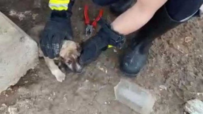 Başı kavanoza sıkışan yavru köpek kurtarıldı