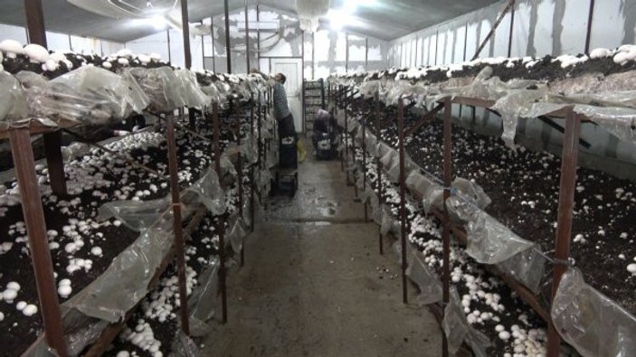 Kırıkkale'de genç çiftçi desteğiyle 220 ton kültür mantarı üretiyor