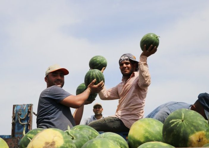 Adana karpuzunun ilk hasadı yapıldı