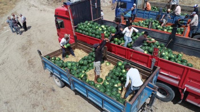 Adana karpuzunun ilk hasadı yapıldı