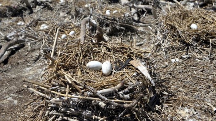 Göçmen kuşlar yumurtlamak için Çıldır Gölü'nde