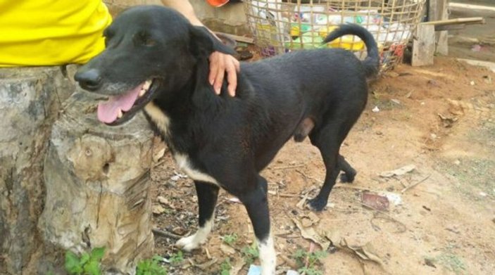 Tayland'da toprağa gömülmüş bebeği köpek kurtardı