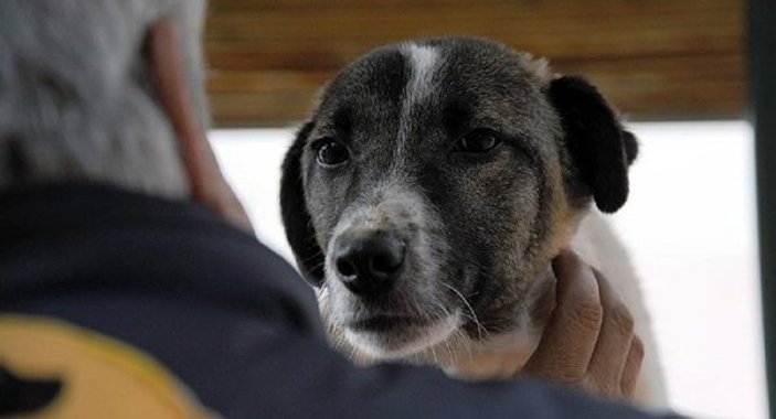 Tayland'da toprağa gömülmüş bebeği köpek kurtardı