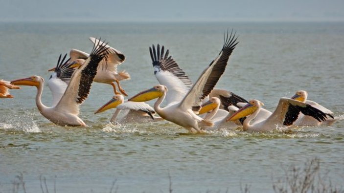 Manyas Kuş Cenneti'nde ak pelikanların uyumu