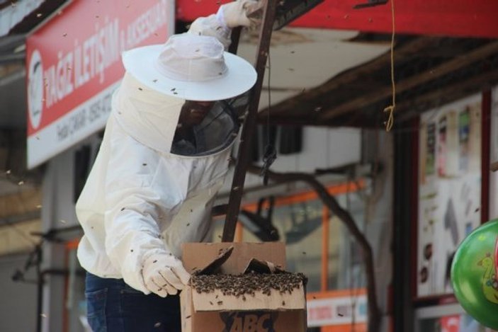 Zonguldak'ın merkezine giren arılar kepenk kapattırdı