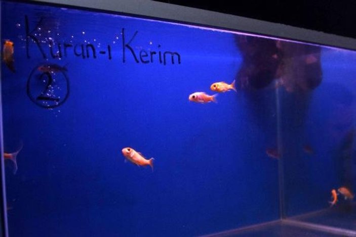 Kur'an-ı Kerim dinletilen balıklar hızlı büyüyor