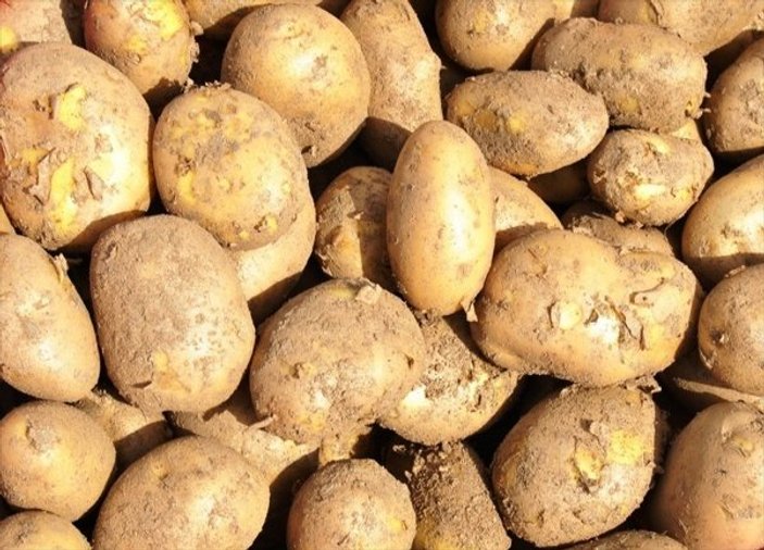 Ödemiş'te patates hasadı başladı