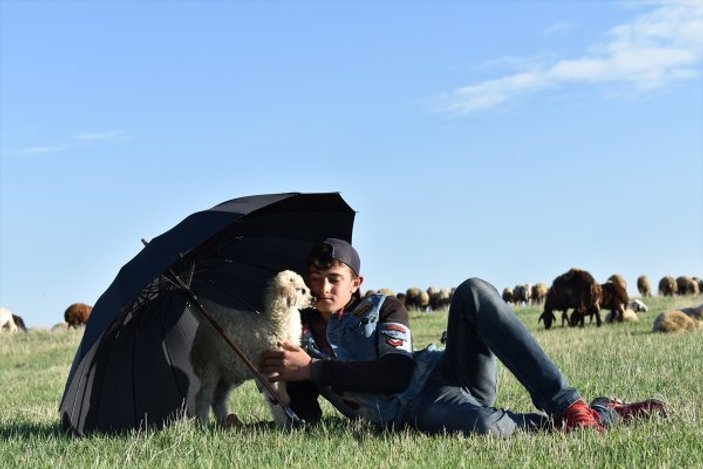 Kars'taki çobanlar yeni doğan kuzuları şemsiyeyle koruyor