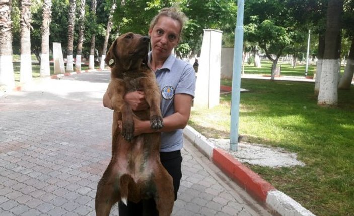 Mersin'de sokak köpeğini bıçaklayıp ölüme terk ettiler