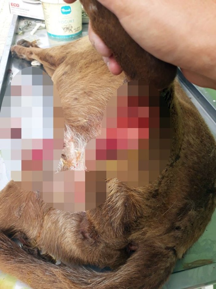 Mersin'de sokak köpeğini bıçaklayıp ölüme terk ettiler