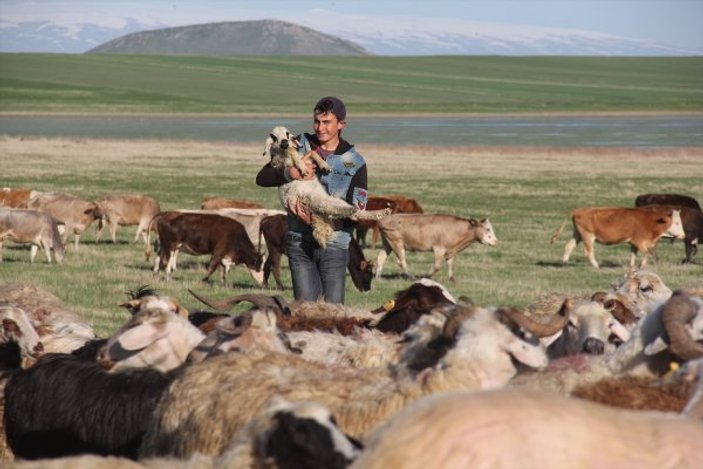 Kars'taki çobanlar yeni doğan kuzuları şemsiyeyle koruyor