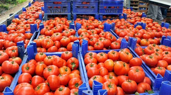 Antalya Hali'nde domates 1 liraya kadar düştü