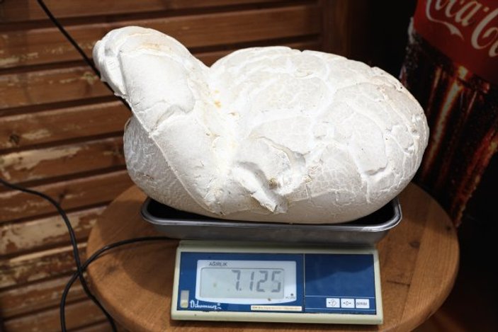 Denizli'de 7 kiloluk dev mantar bulundu