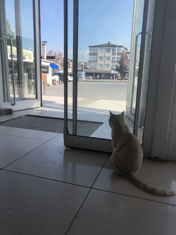 Terminalin kedisi Sarı, köpeklerin korkulu rüyası
