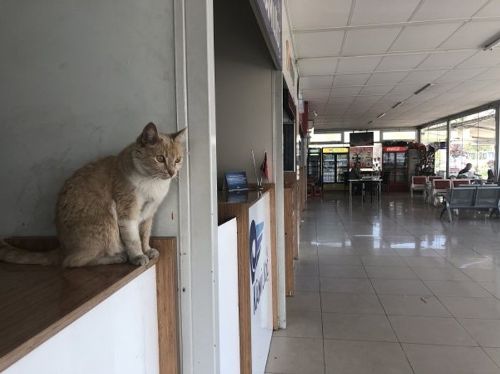 Terminalin kedisi Sarı, köpeklerin korkulu rüyası