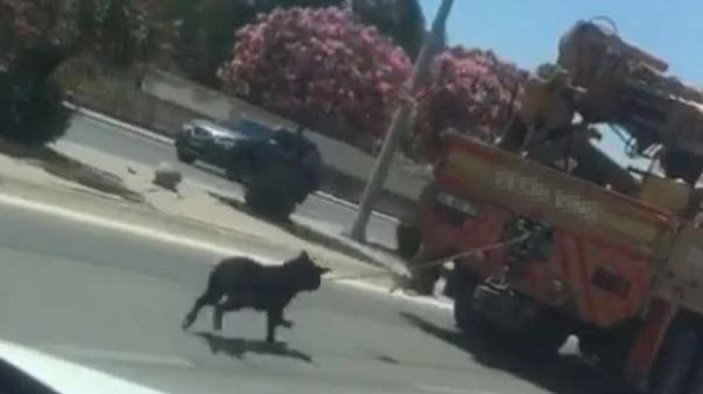 Köpeği kamyonun arkasına bağlayıp trafiğe çıktı