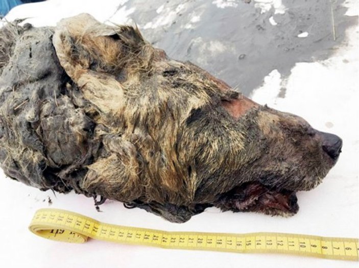 Sibirya'da 40 bin yıl öncesine ait kurt başı bulundu