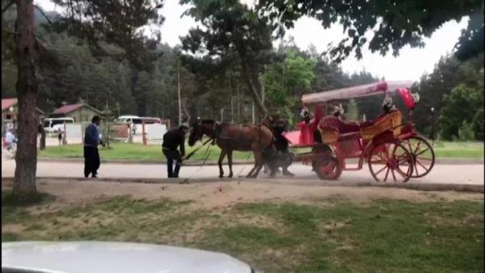 Turistlerin gözdesi fayton, atlara eziyet olmaya devam ediyor