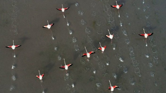 Tuz Gölü'nde flamingoların görsel şöleni