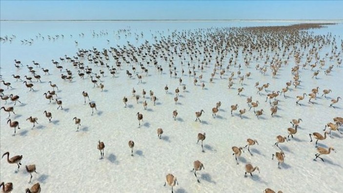 Tuz Gölü'nde flamingoların görsel şöleni