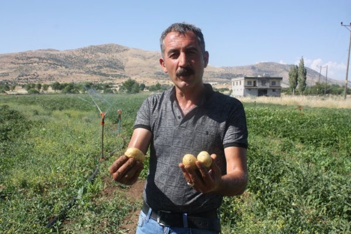 Diyarbakır'da halk 1 liraya yesin diye patates ekti