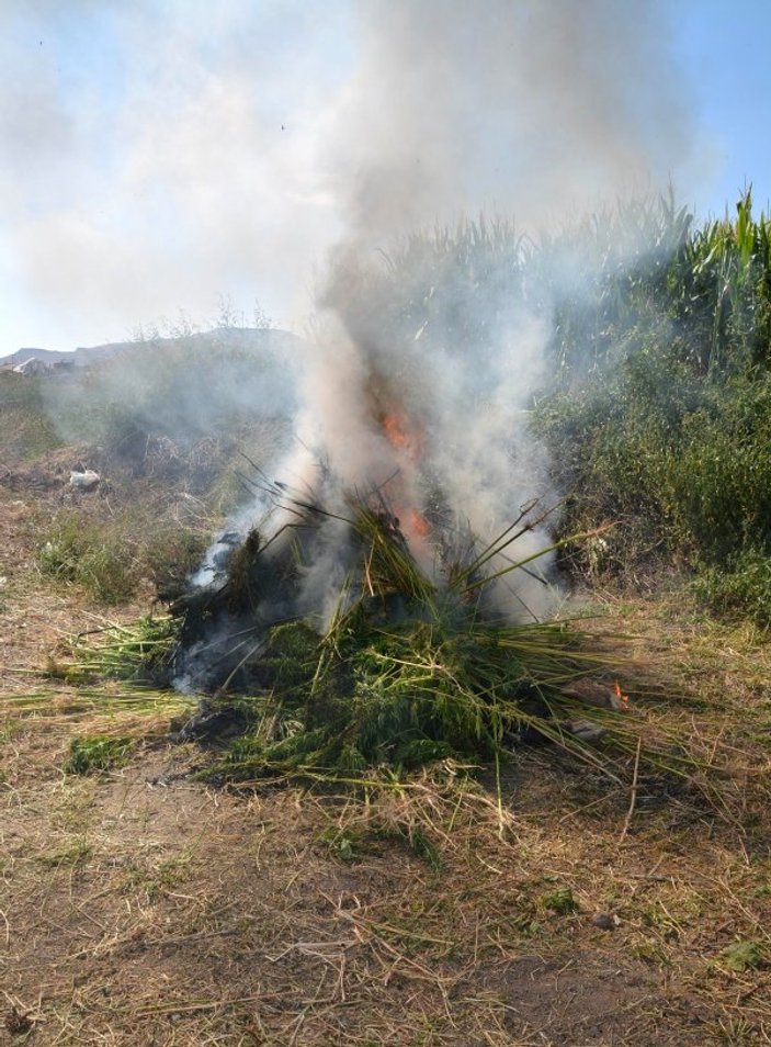 Erzincan’da 981 kök kenevir yakılıp imha edildi