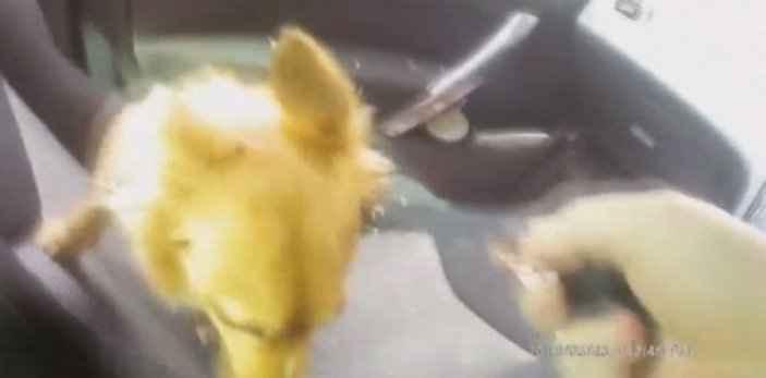 Aracın içinde havasız kalan hayvanı polis kurtardı
