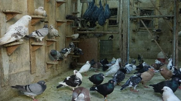 Güvercin beslemek isteyenler için belge istiyorlar