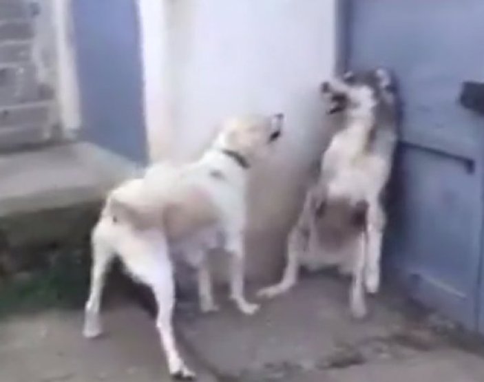 Labrador anneyi kızdıran köpeğin çaresizliği