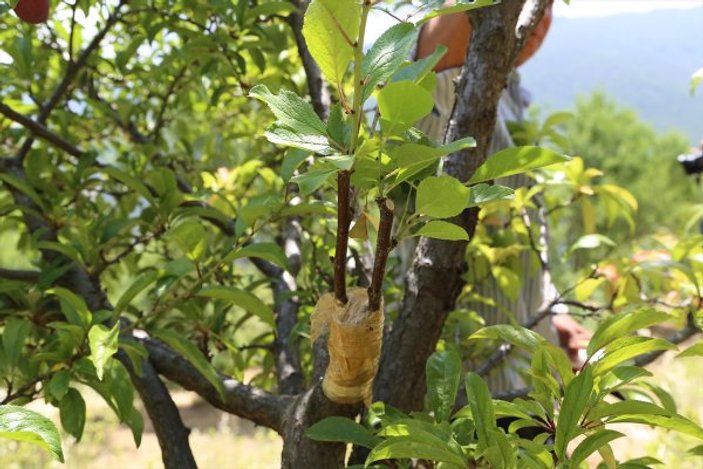 Antalya'da tek ağaçtan 4 çeşit meyve alan çiftçi