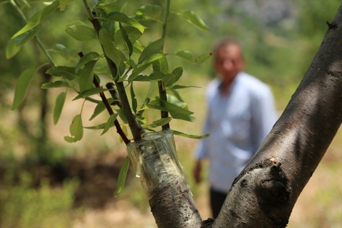 Antalya'da tek ağaçtan 4 çeşit meyve alan çiftçi