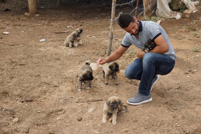 Aydın'da canını hiçe sayıp yavru köpekleri kurtardı