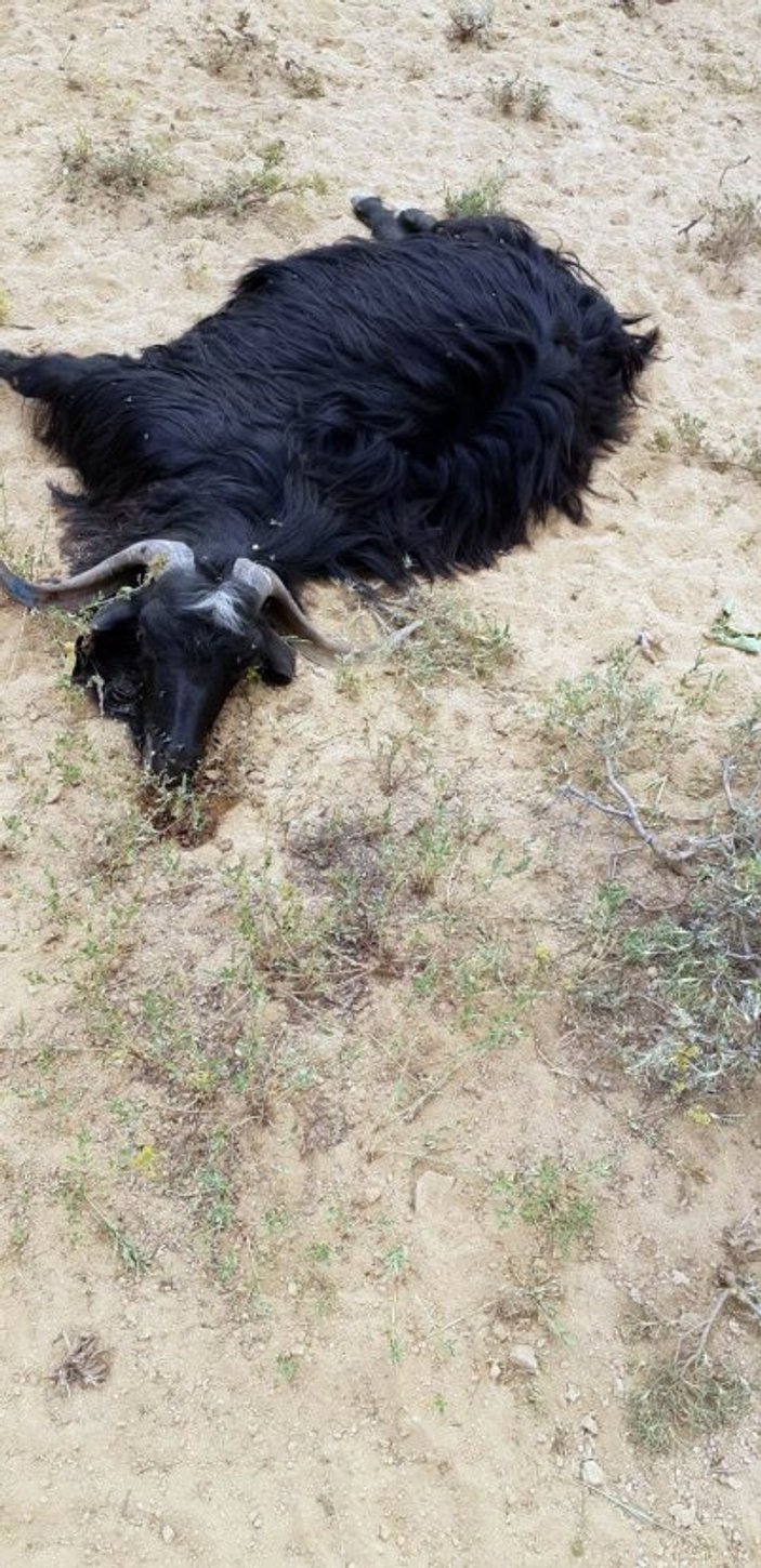 Tunceli'de kurtlar, 42 keçiyi telef etti