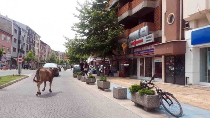 Zonguldak'ta başıboş dolaşan inek sürücüleri zora soktu