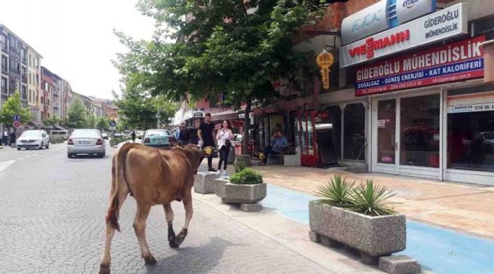 Zonguldak'ta başıboş dolaşan inek sürücüleri zora soktu