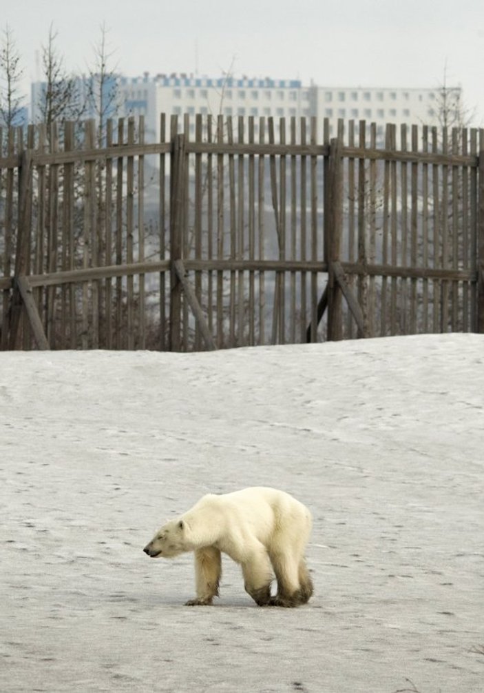 Aç kalan kutup ayısı şehre indi
