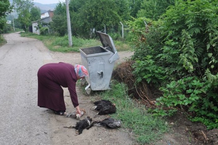 Bursa'da yanlış ilaç yüzünden 21 tavuk telef oldu