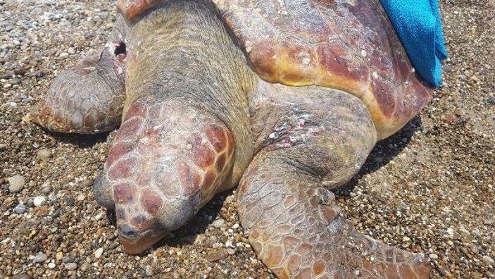 Antalya'da caretta caretta tüfekle vurularak öldürüldü