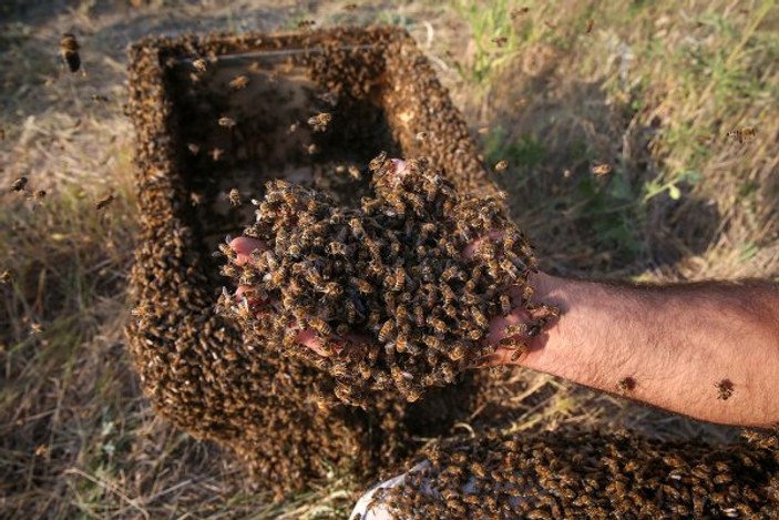 Vanlı Abdulvahap üzerine 10 kilogram arı topladı