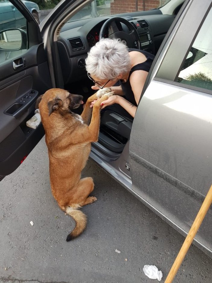 İstanbul'da eczacıdan yardım isteyen köpek
