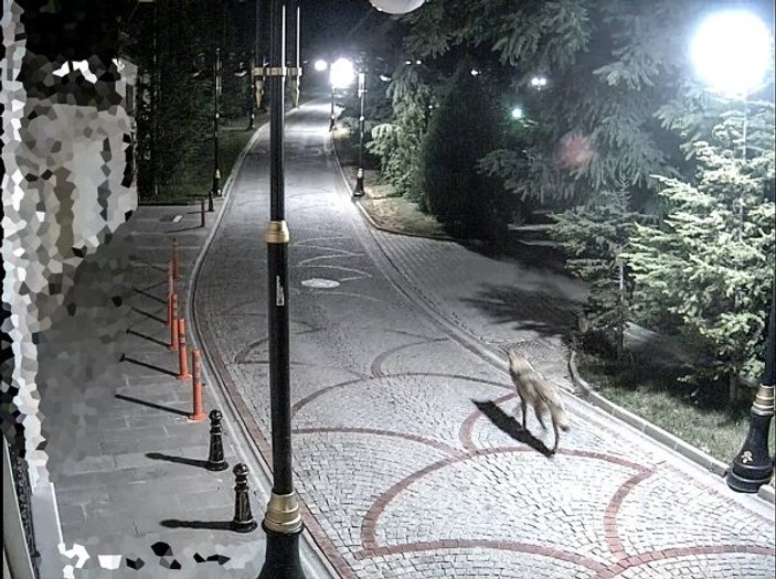 Malatya'da ilçe merkezine inen kurt yiyecek aradı