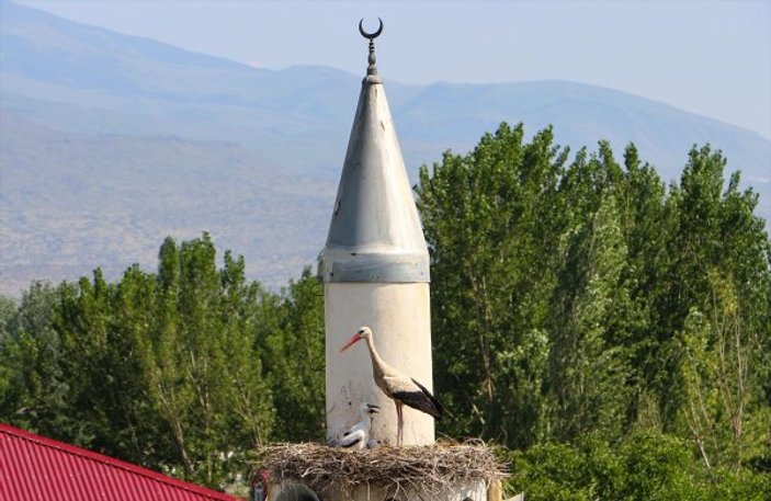 Leyleklerin yeni yuvası cami minareleri oldu